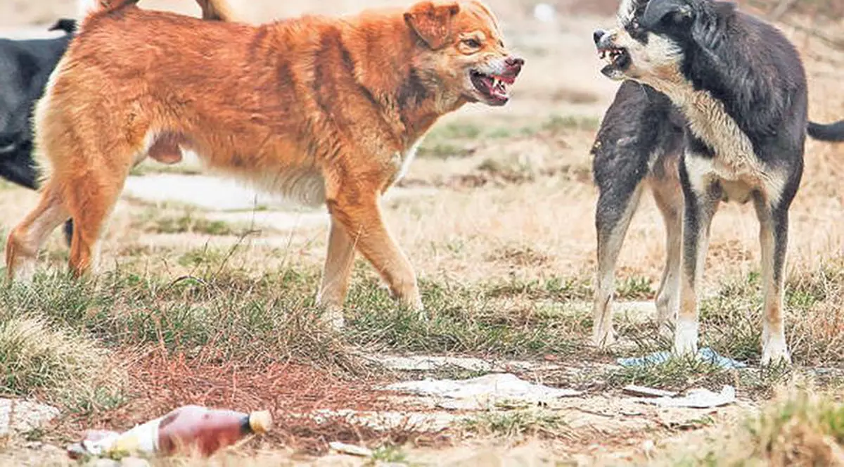 Vezi câte persoane au fost muşcate de câini în Bucureşti, în acest an