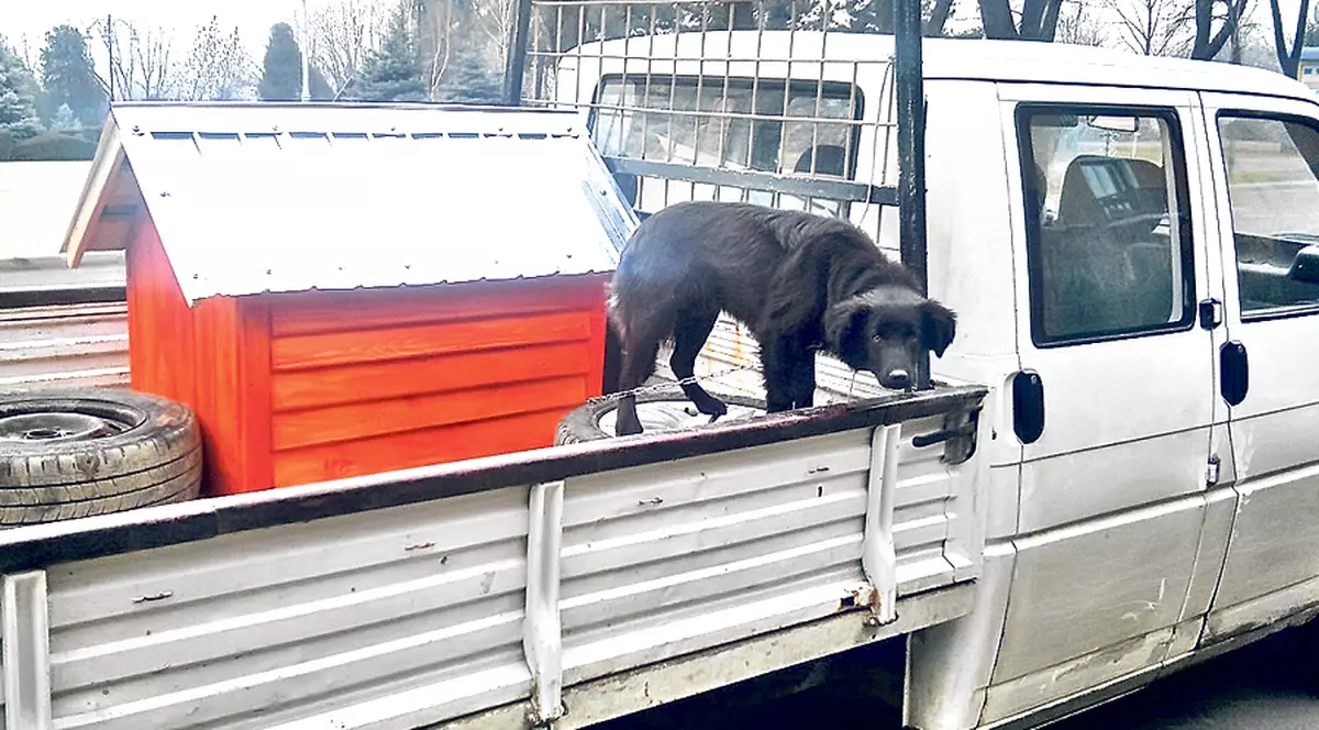 Metodă antifurt de tot râsul la olteni! A mutat câinele din ogradă în remorca maşinii!