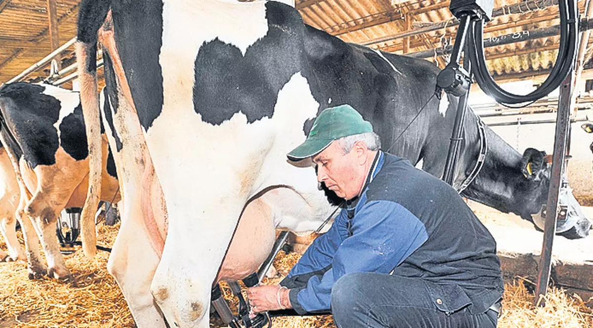 ALERTĂ VETERINARĂ! A fost semnalat PRIMUL CAZ de BOALĂ A LIMBII ALBASTRE în România