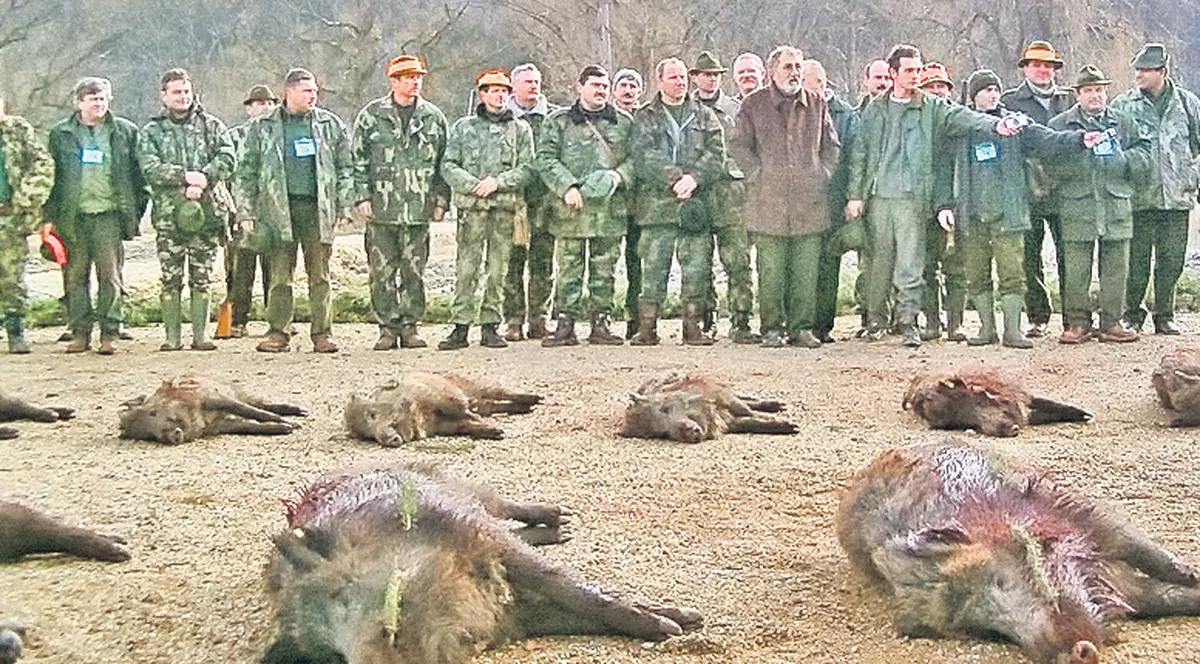 VÂNĂTOAREA DE LA BALC. Mistreţi UCIŞI CU PUŞCA DE AUR de MOŞTENITORUL PORCHE