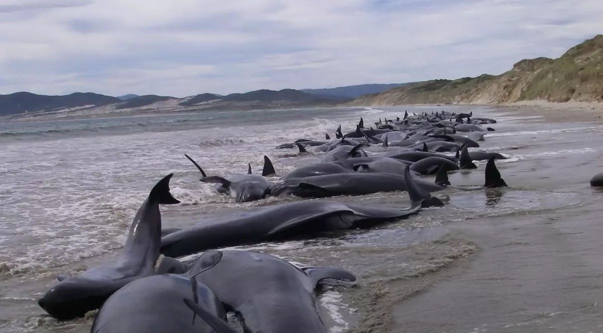 Autorităţile din Noua Zeelandă au eutanasiat peste 25 de balene | VIDEO