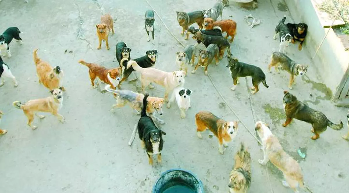 «Legea lui Ionuţ», pusă în aplicare la Buzău