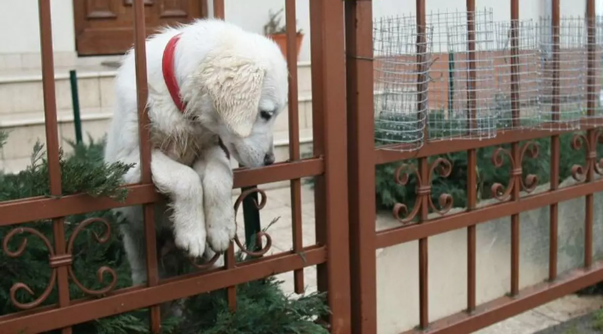 SFÂŞIETOR! CÂINELE lui ADRIAN IOVAN, MAX, ÎŞI AŞTEAPTĂ STĂPÂNUL ACASĂ! Iată imagini emoţionante! FOTO