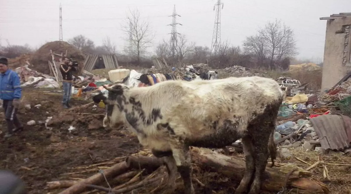 Un constănțean vinde pe marginea drumului laptele provenit de la VACI CRESCUTE PRINTRE GUNOAIE