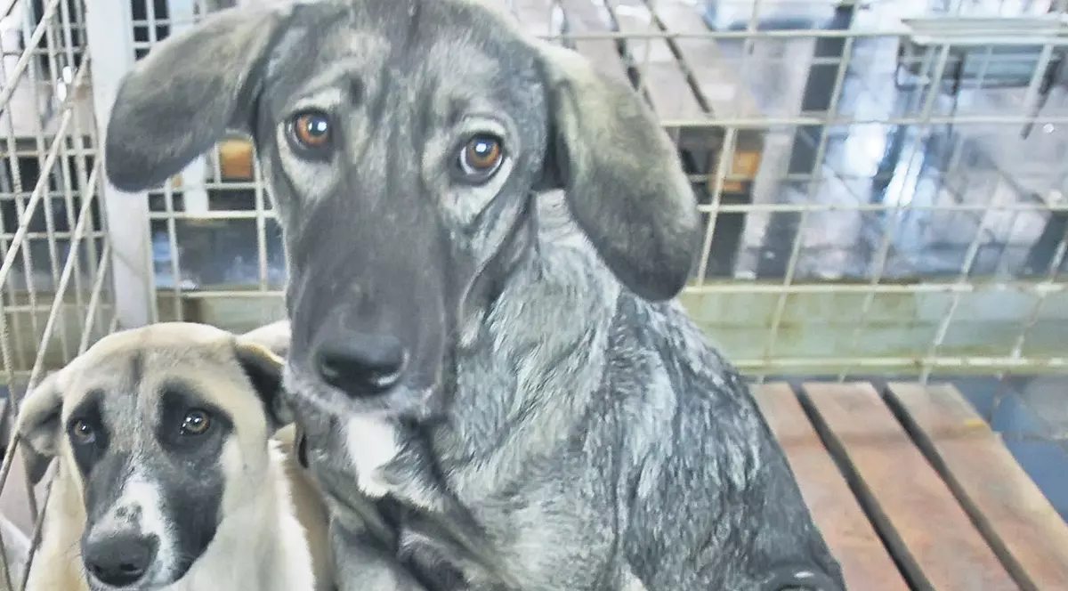 A început eutanasierea maidanezilor!