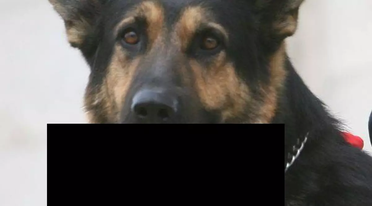 Descoperire şocantă în judeţul Cluj! Un şofer a găsit un câine ciobănesc care căra în gură un picior de om