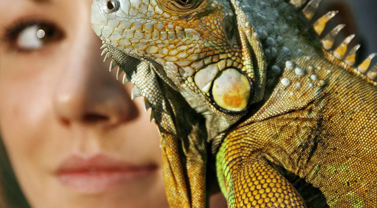 Două românce prinse pe un aeroport britanic cu... 13 iguane ascunse în şosetele din bagaje