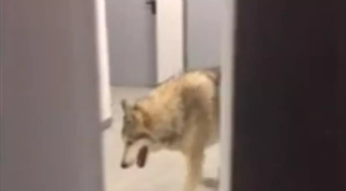 Farsa anului! Cum a ajuns un lup pe holurile unui hotel din Soci | VIDEO