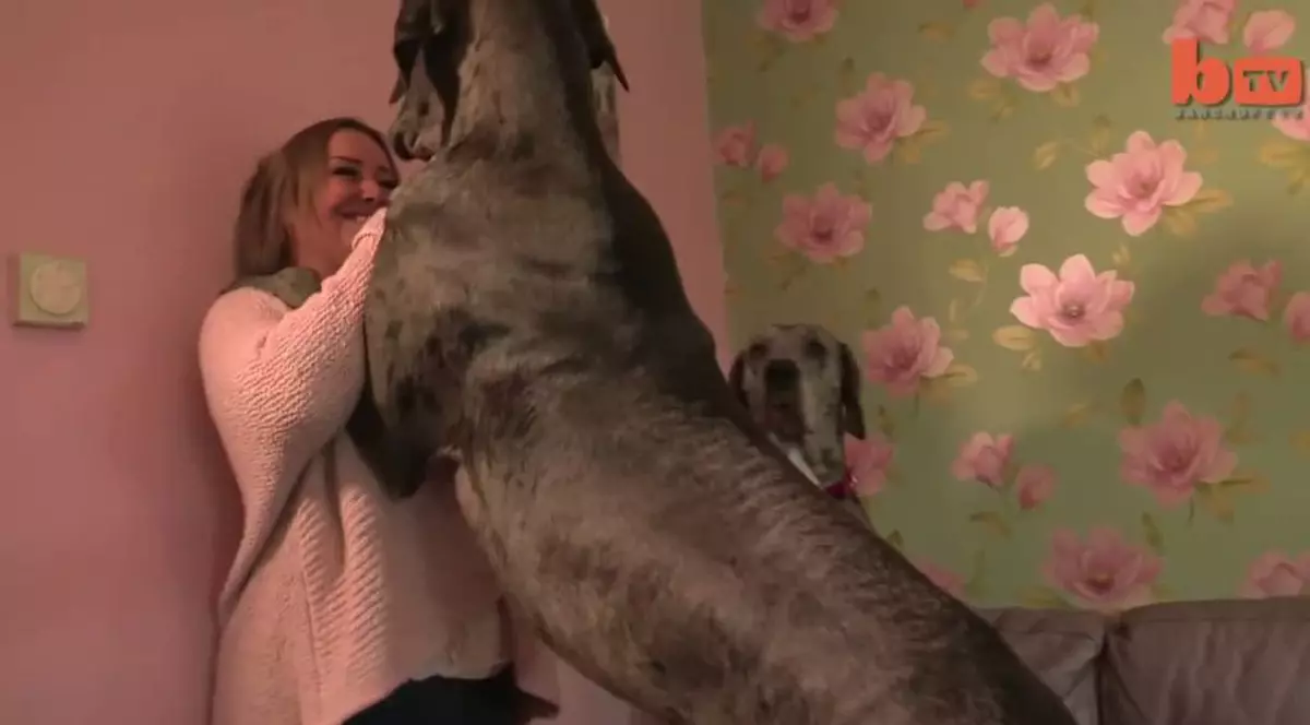 Vezi cum arată Freddy, cel mai mare câine din Marea Britanie! VIDEO