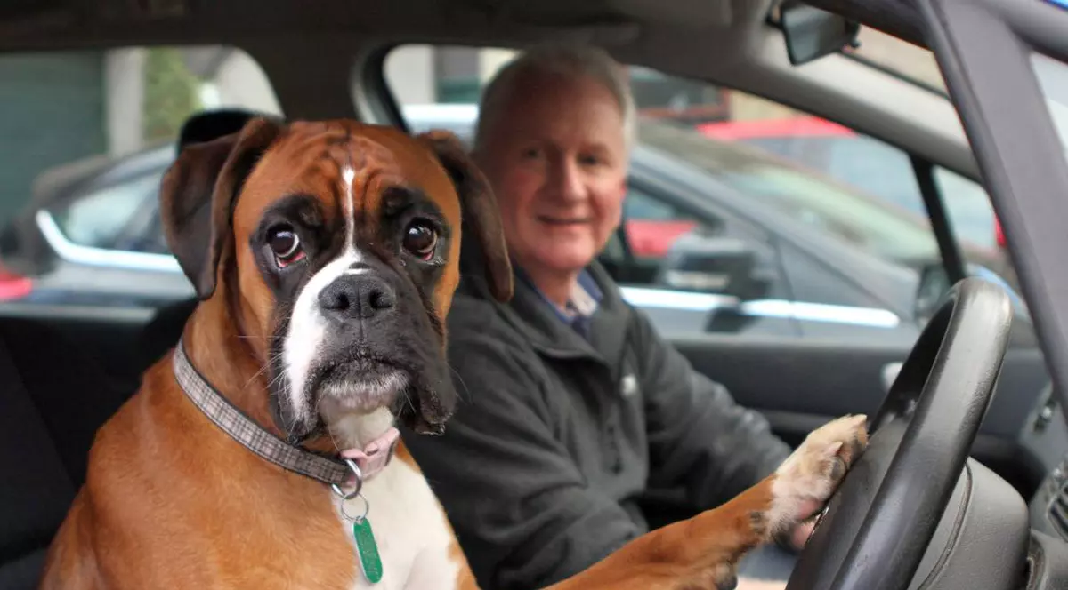 Ce face un câine plictisit să îşi aştepte stăpânul în maşină! VIDEO