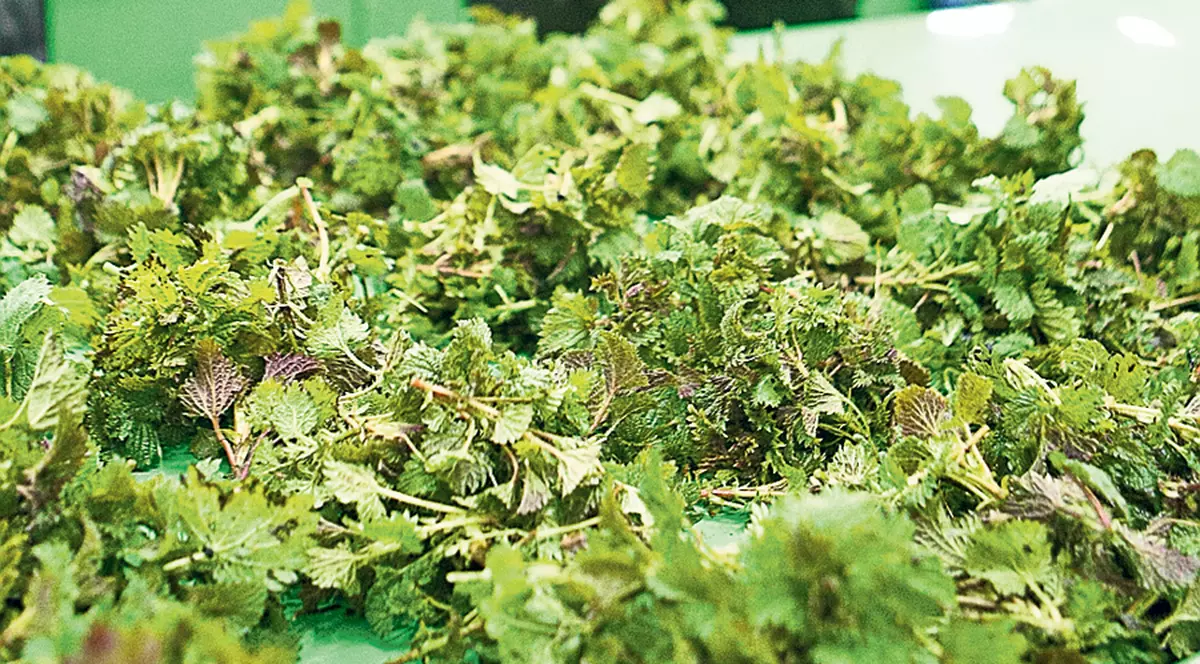 Profită de trufandalele de primăvară! Leurda, urzicile şi ştevia detoxifică organismul