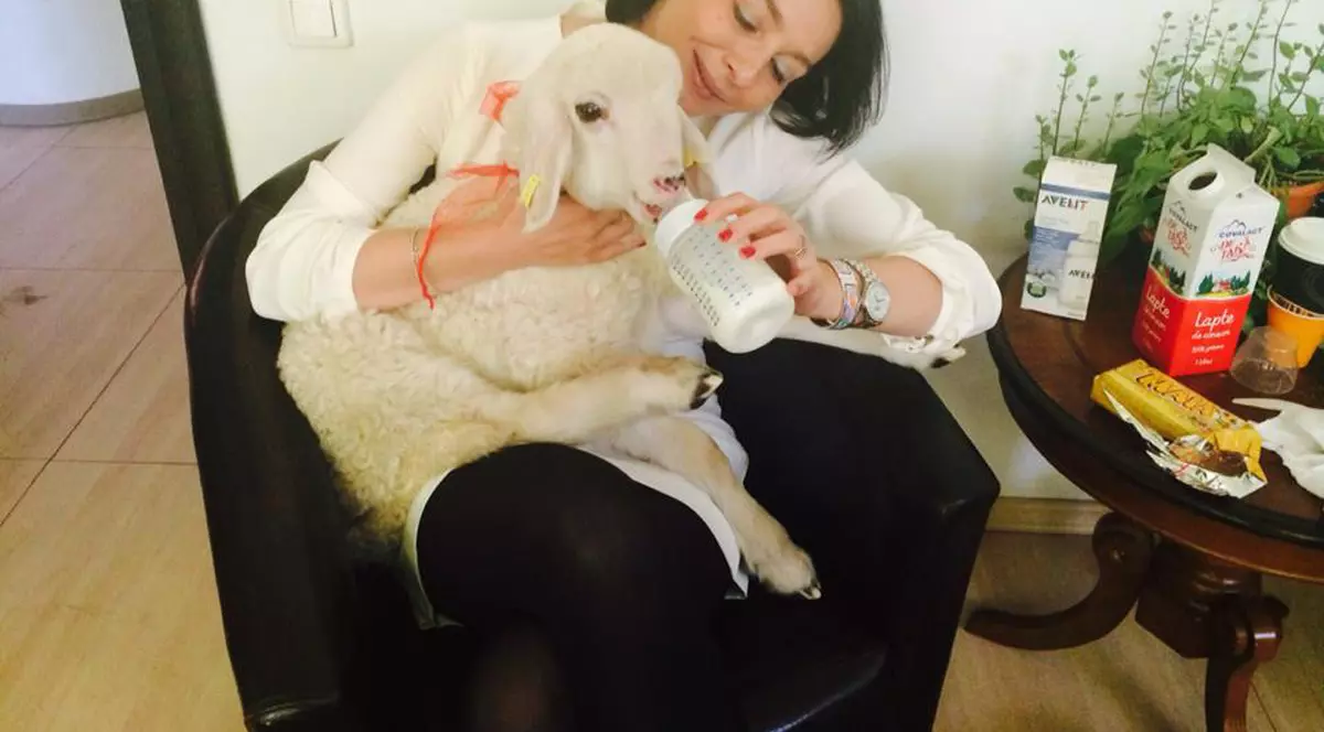 A fost adus în scopul de a fi făcut friptură pe mesele unor bătrâni, dar a ajuns bucuria copiilor