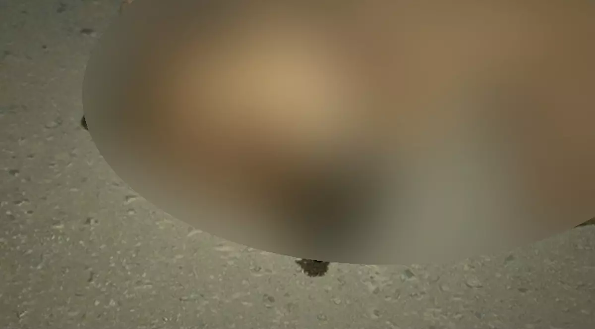 Câini împuşcaţi şi aruncaţi pe marginea drumului