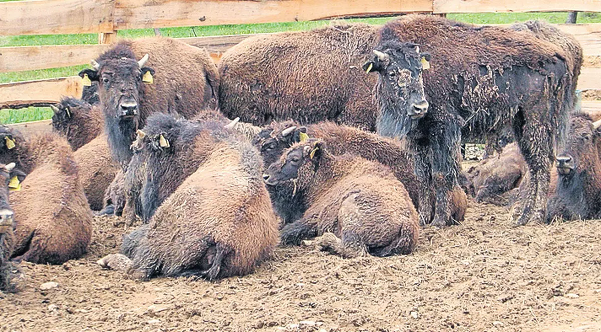 2.000 de bizoni la Cluj