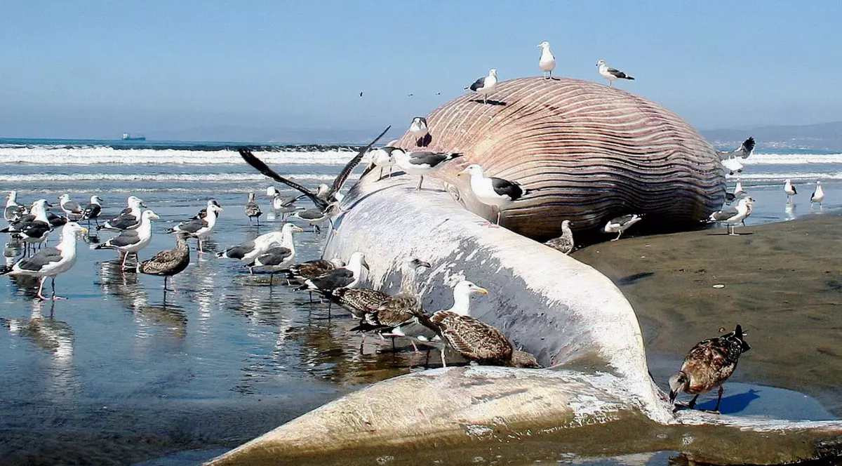 Panică într-un oraş canadian! O balenă moartă este pe cale să... explodeze | VIDEO 