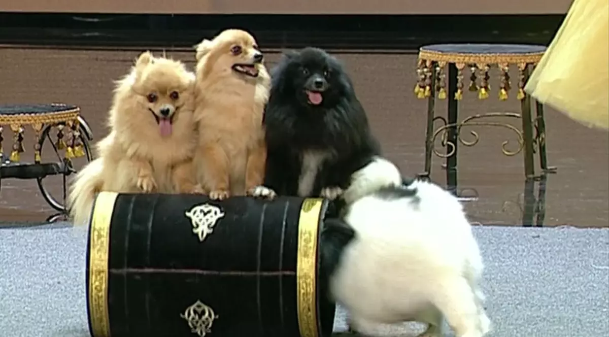 ROMÂNII AU TALENT | Căţeluşii "mai ascultători decât Bianca Drăguşanu" au făcut senzaţie pe scena talentelor