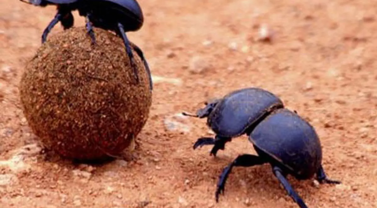 GÂNDACUL DE BĂLEGAR, personaj într-un GOOGLE DOODLE, de ZIUA PĂMÂNTULUI