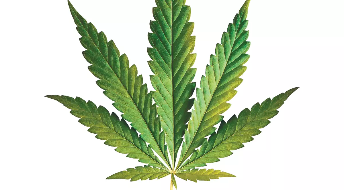 Cultiva CANABIS pe acorduri de Vivaldi!