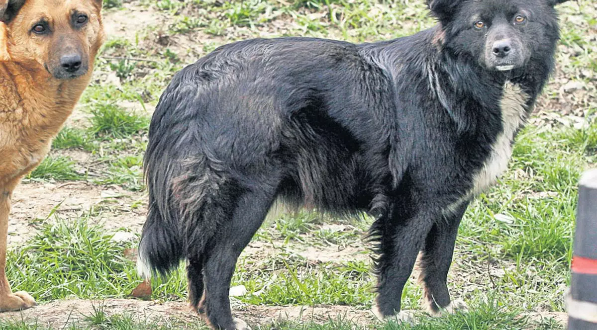 Fetiţă de 9 ani, muşcată de câini în faţa şcolii. Copila a fost dusă de urgenţă la spital