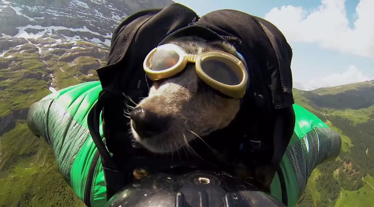 El este câinele zburător! VIDEO