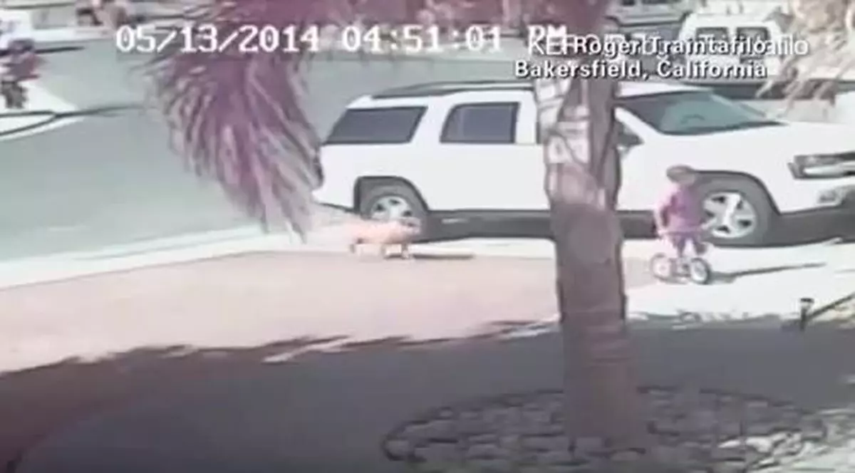 IMAGINI ŞOCANTE! Copil SALVAT DIN COLŢII CÂINELUI de o PISICĂ | VIDEO