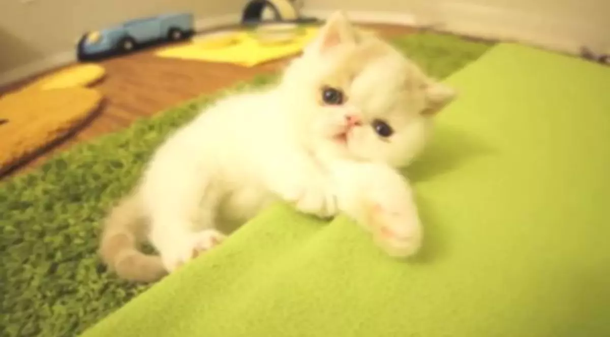 Acest pisoi SE CREDE CĂŢEL! UITE CUM... LATRĂ | VIDEO DEMENŢIAL