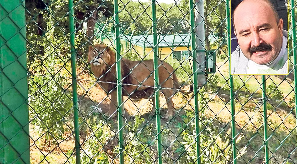Nuţu e în puşcărie, iar leii lui se lăfăie în «conac»