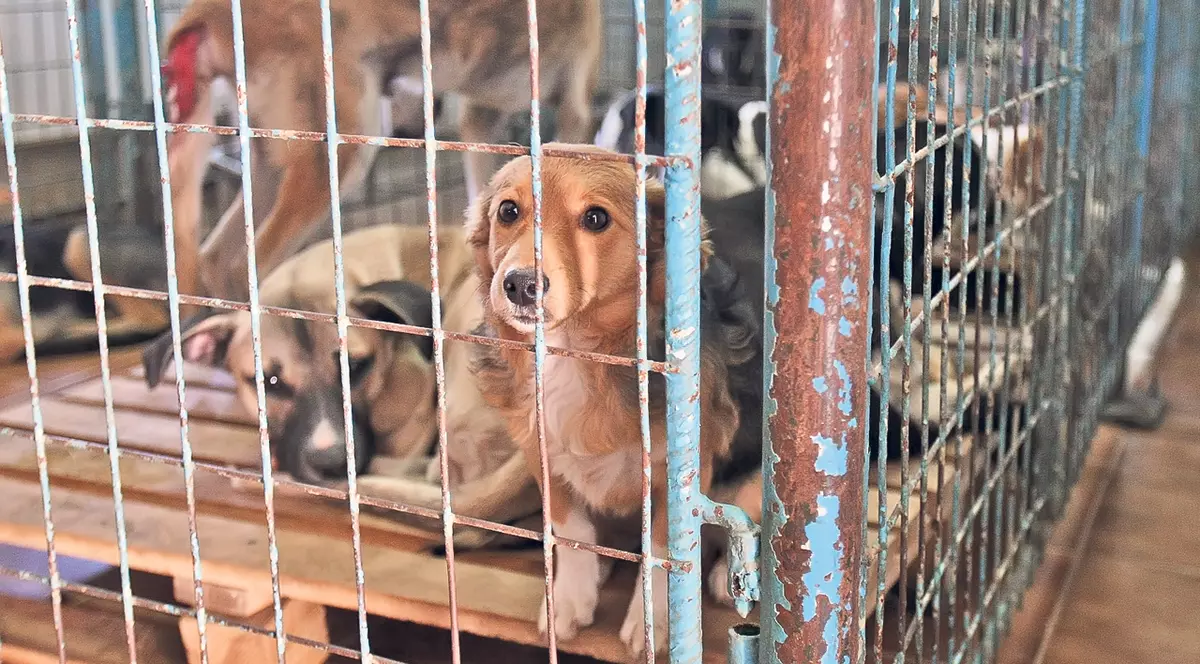 Au scăpat! Oprescu a anunţat că eutanasierea maidanezilor în Capitală a fost oprită