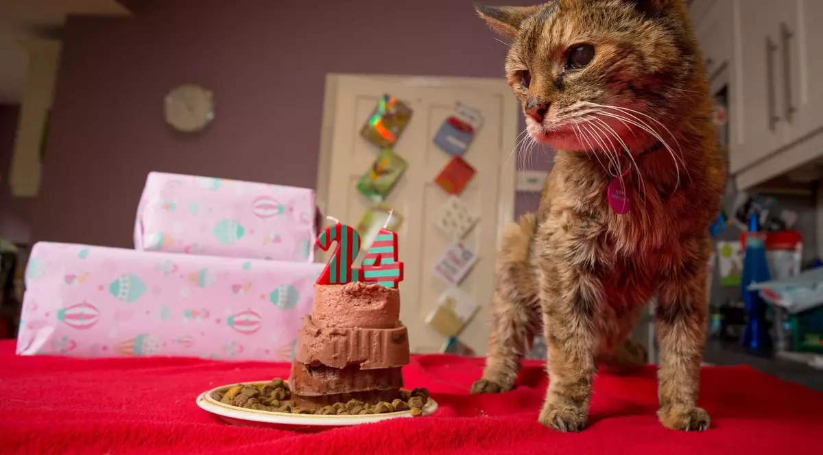 Cea mai bătrână pisică din lume a murit la două săptămâni după ce a intrat în Cartea Recordurilor | FOTO