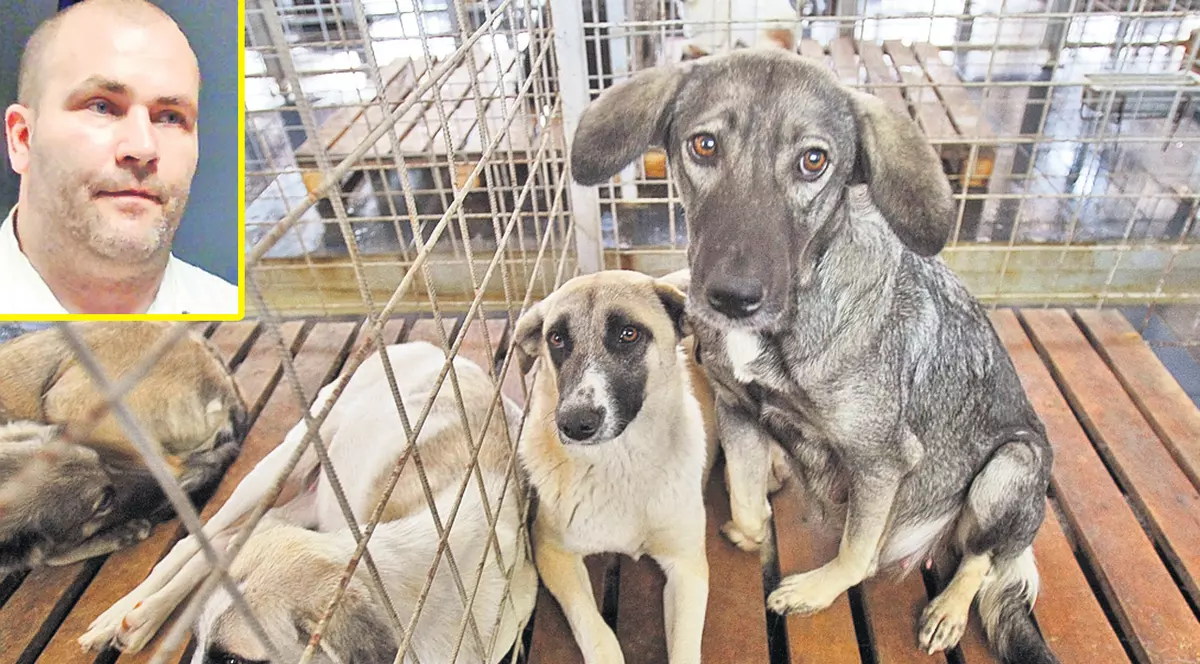 Răzvan Băncescu, şeful ASPA, spune că adăposturile primăriei pentru maidanezi sunt pline: «Mai sunt locuri doar pentru o săptămână»