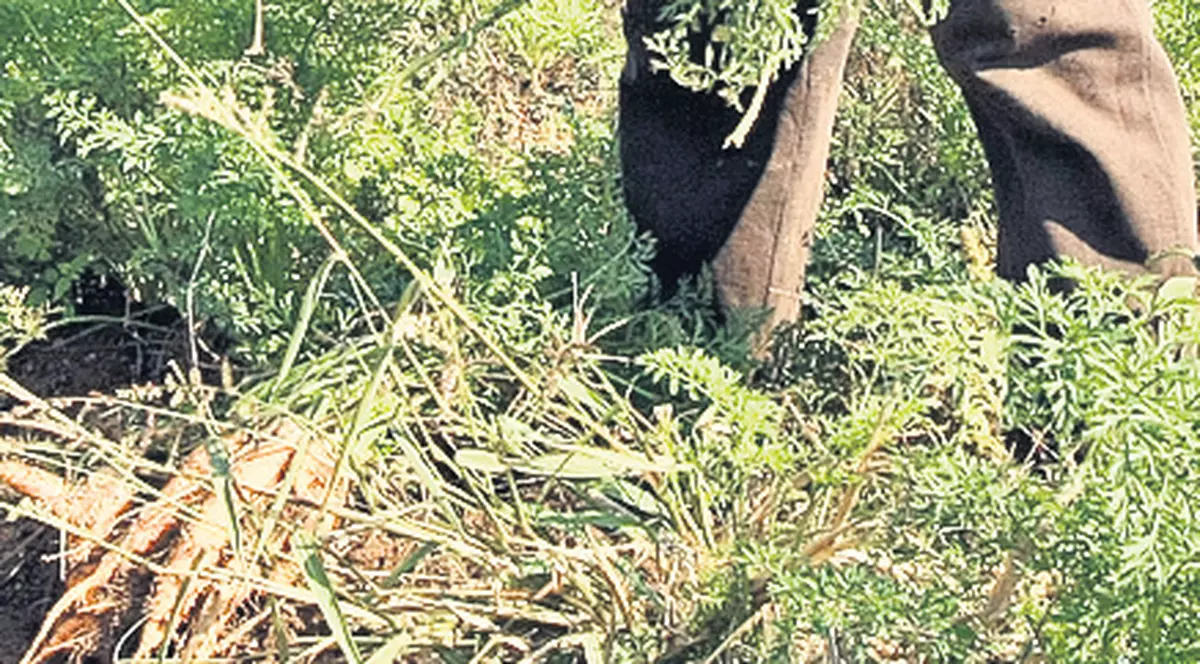Românii nu mai pot angaja zilieri