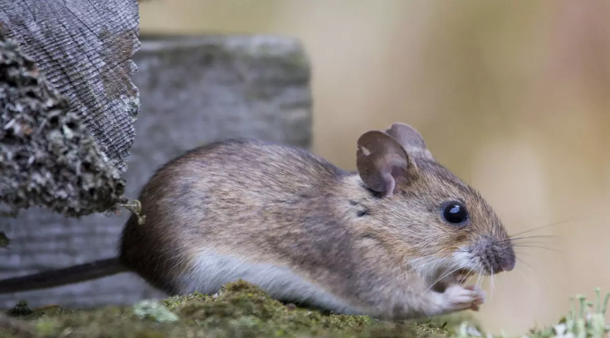 Un suedez a murit la Cluj, după ce s-a infectat cu „virusul șoarecilor”