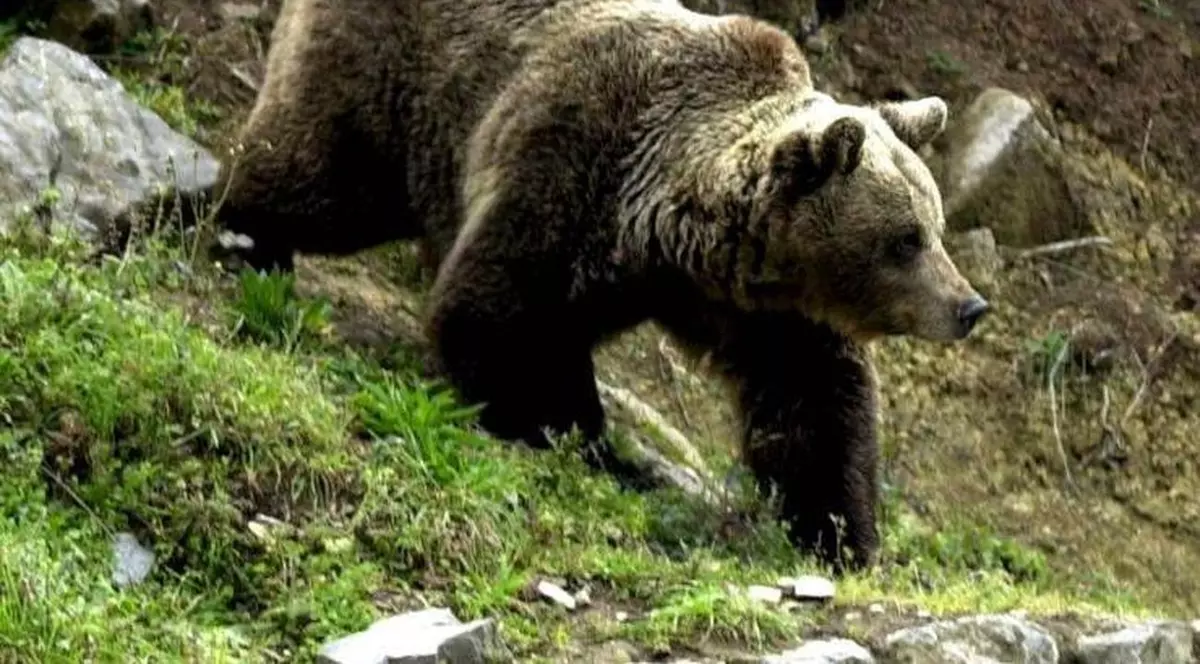 BĂTRÂN în STARE GRAVĂ, după ce a fost MUŞCAT de URS, la Zărneşti