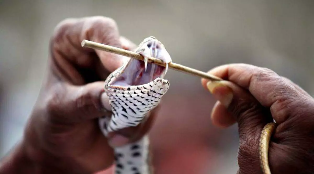 VIPERELE, mai periculoase decât de obicei. AVERTISMENTUL făcut de specialişti pentru TURIŞTII ROMÂNI care merg la MUNTE