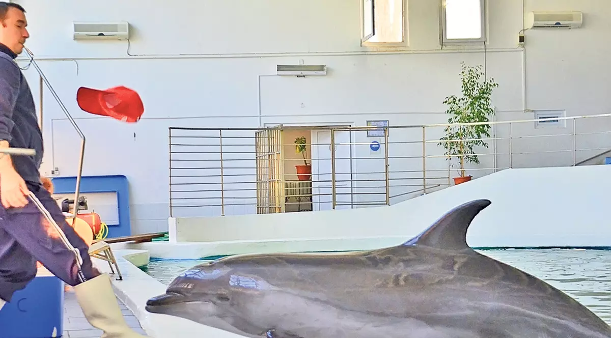 La un pas să lase delfinii fără peşte