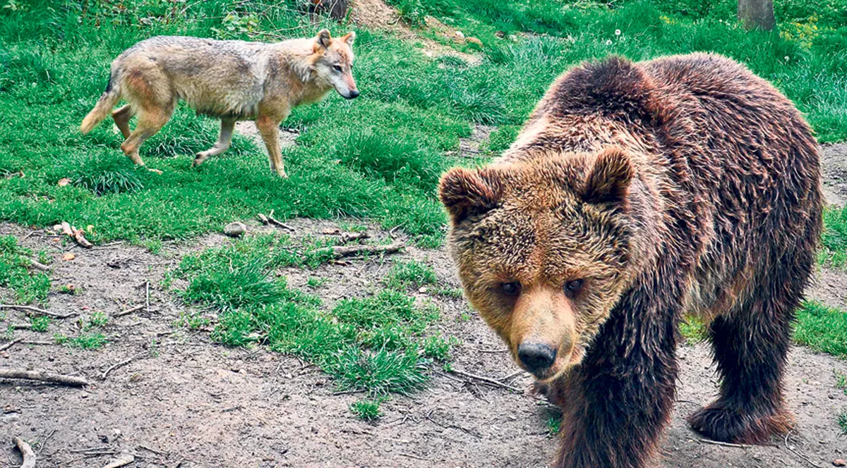 Cel mai bătrân urs de la rezervaţia din Zărneşti se bucură de viaţă la 42 de ani