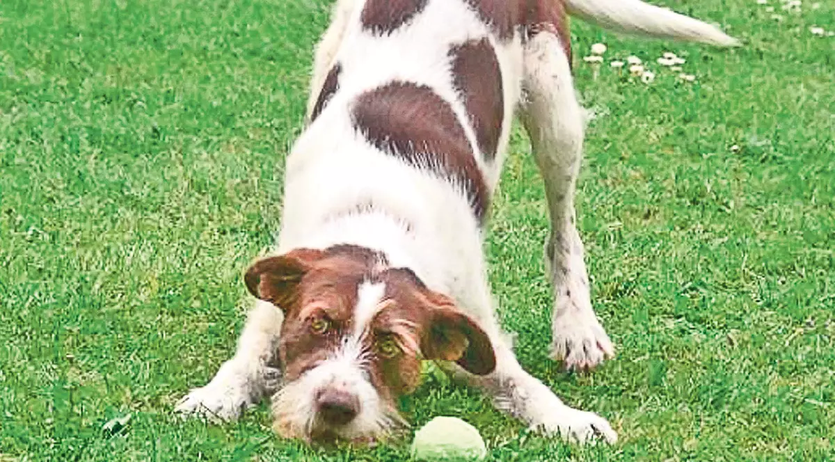 Un maidanez român i-a cucerit pe britanici 