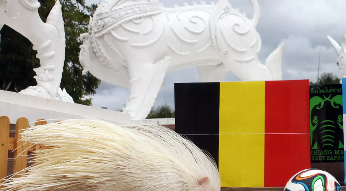 Ariciul Thai bagă spaima în argentinieni