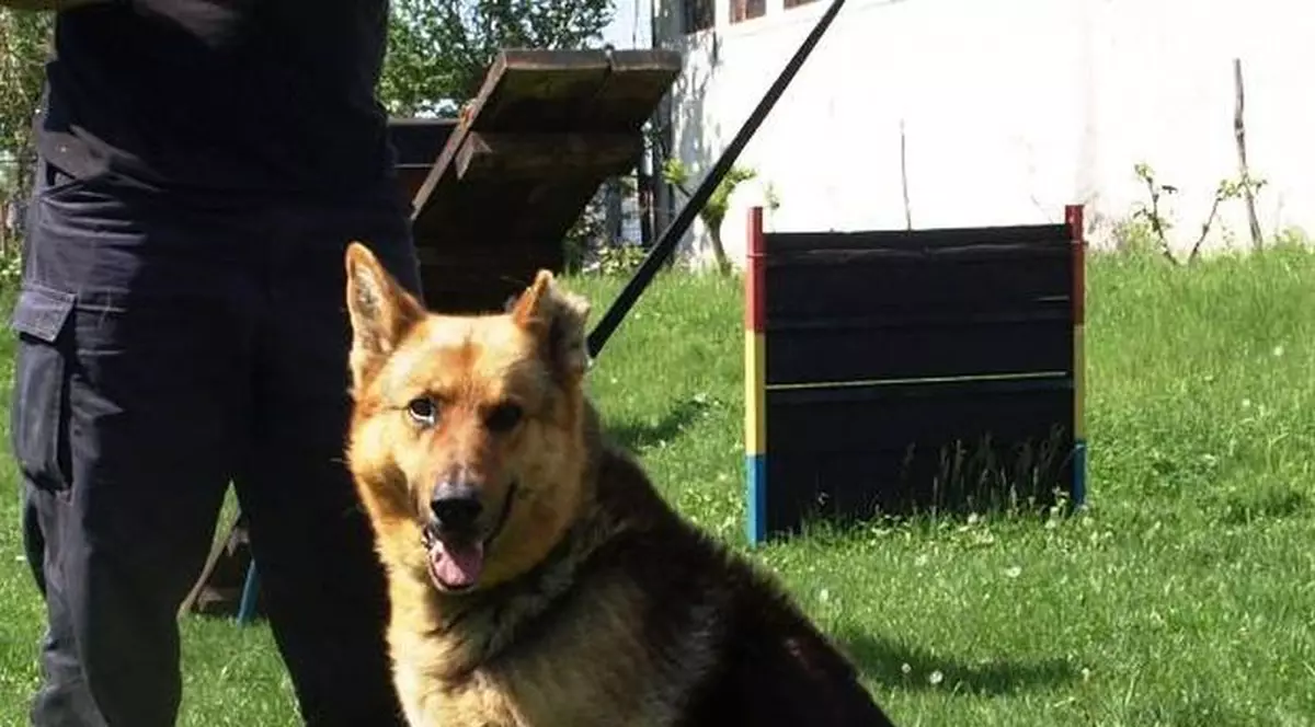 Un maramureşean a rămas fără câine după ce l-a dus la dresaj! Ce despăgubire a primit