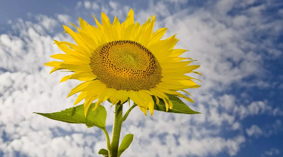 PROGNOZA METEO. Cum va fi VREMEA marţi şi miercuri