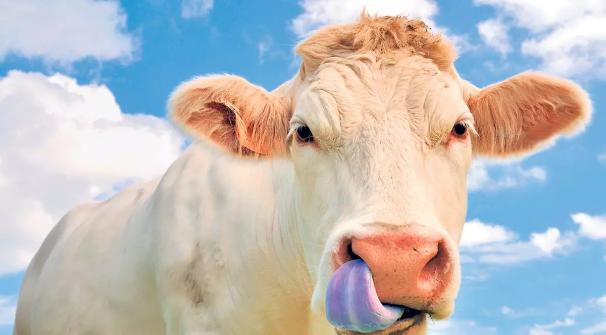 Boala limbii albastre, depistată în două judeţe