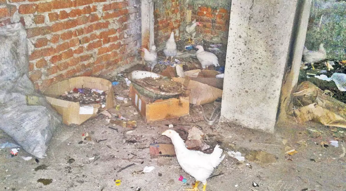 Şi-a făcut poiată în podul blocului