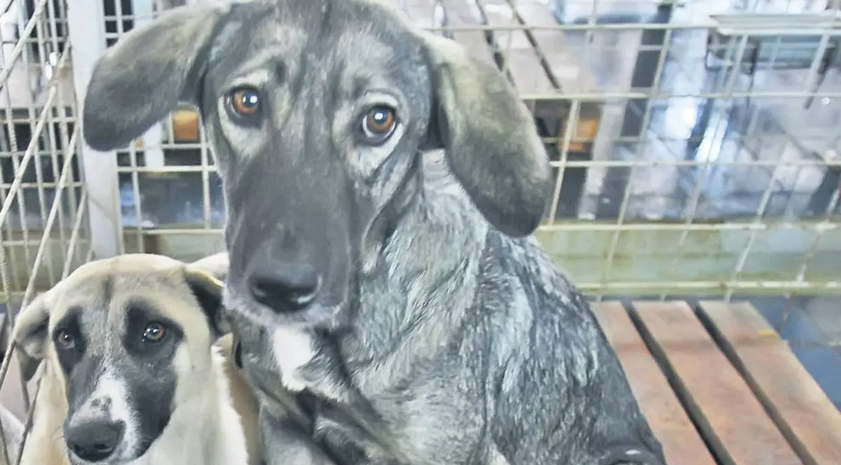 Câinii din Mediaș sunt în pericol! Un consilier local propune să fie lăsați fără corzile vocale!