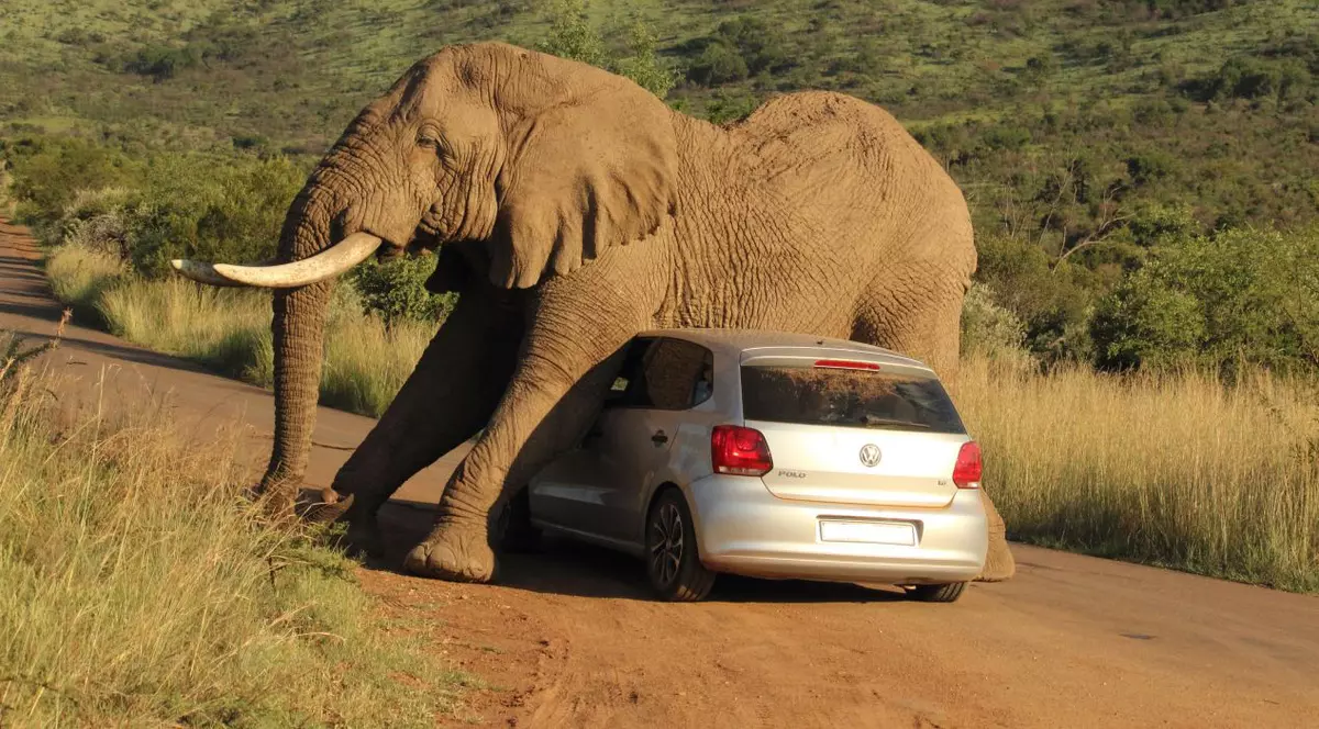 Uite cum scapă un elefant de o mâncărime! FOTO