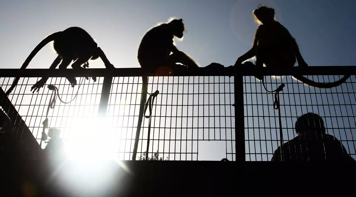 ULUITOR! Agenţi care IMITĂ MAIMUŢELE, angajaţi ai GUVERNULUI Indian 