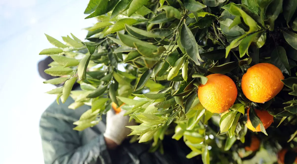 POLIŢIŞTII sunt CONSTERNAŢI,  nu ÎNŢELEG ce s-a ÎNTÂMPLAT. A fost UCIS de doi săteni cu PORTOCALE