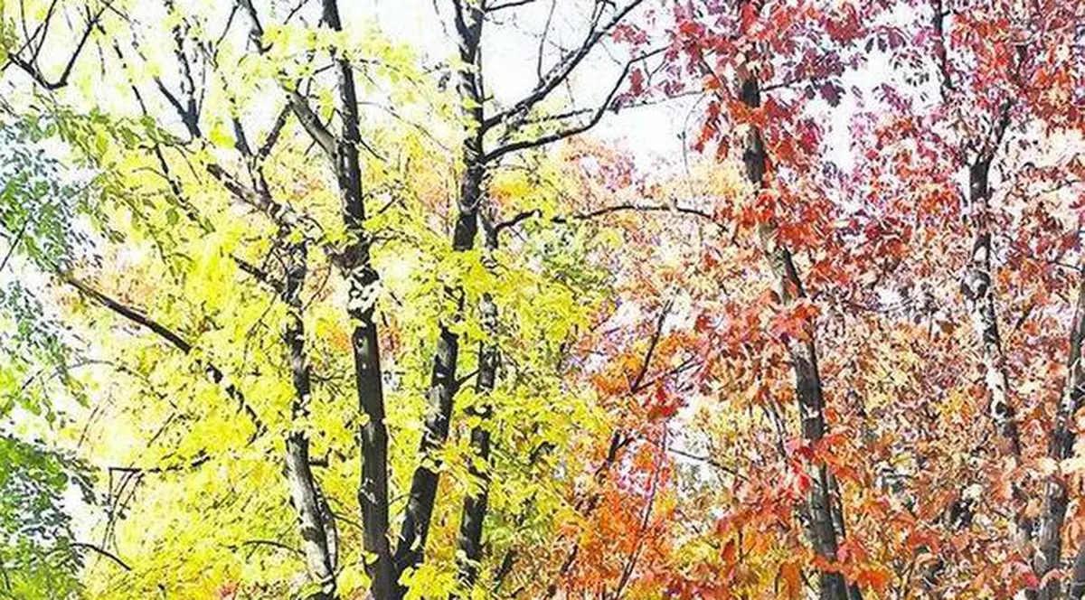 PROGNOZA METEO | Cum va fi VREMEA în WEEKEND