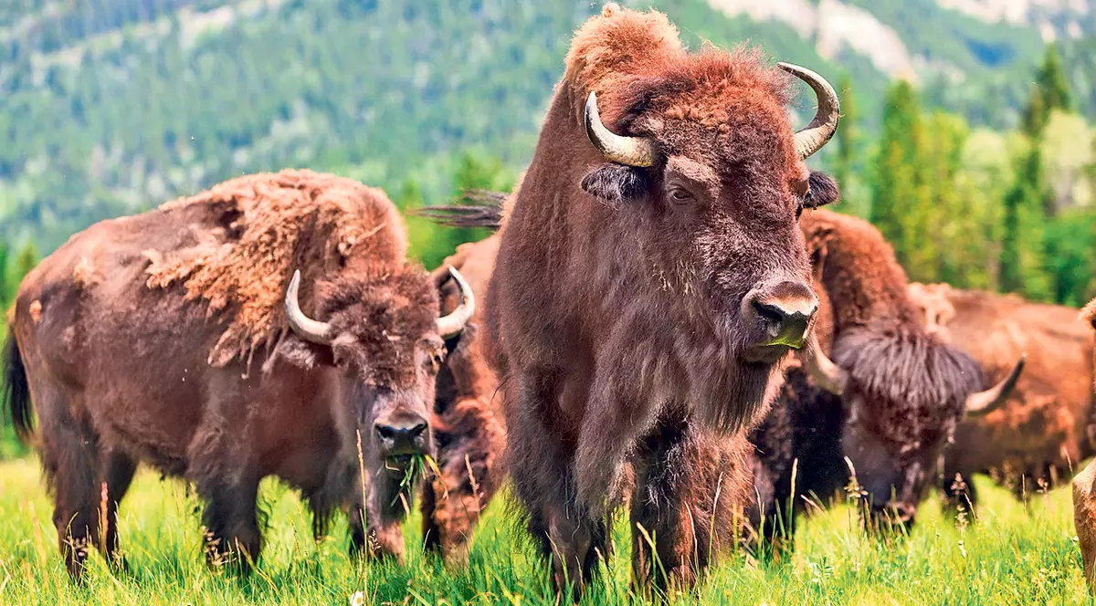 Dezastru la cea mai mare fermă de bizoni din Europa. Mor pe capete