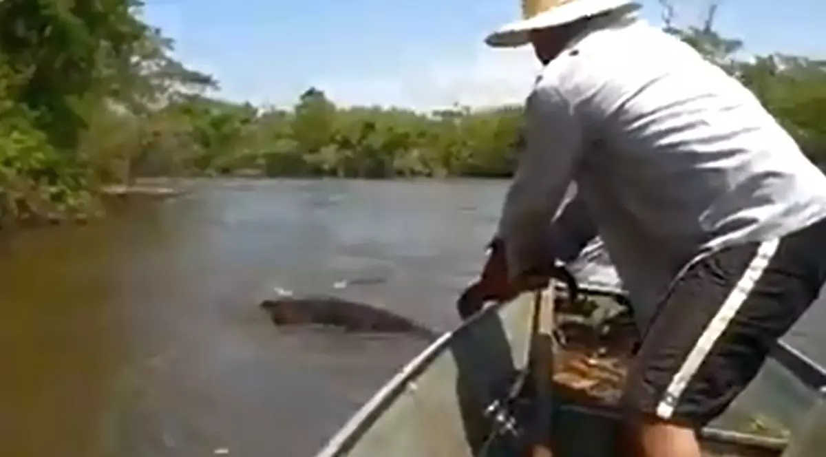 Curaj nebunesc! A prins de coadă un șarpe anaconda gigantic | VIDEO 