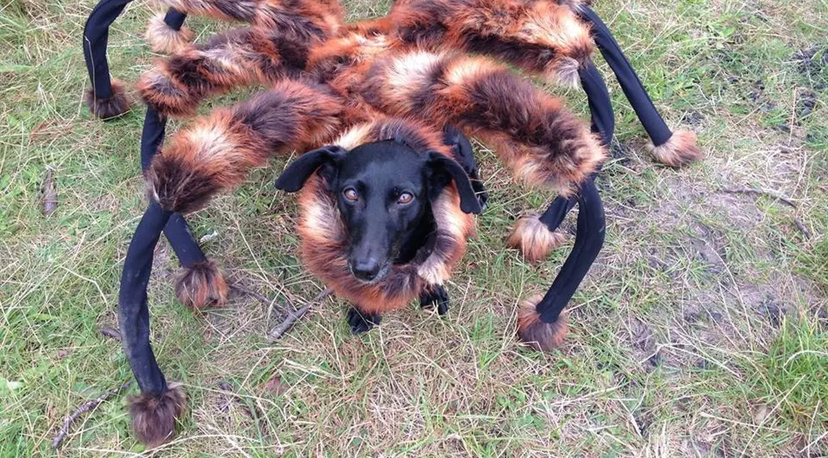 FARSĂ FABULOASĂ: Oameni atacaţi de Câinele-Păianjen! Probabil cel mai amuzant filmuleţ pe care o să-l vezi săptămâna asta | VIDEO 